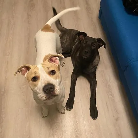 La Casa Di Pamy Διαμέρισμα *