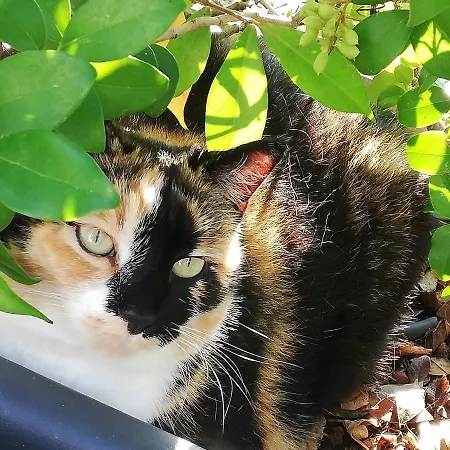 La Casa Di Pamy * Μπελάρια-Ιτζέα Μαρίνα