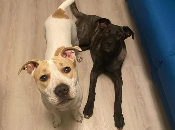 La Casa Di Pamy Appartement *