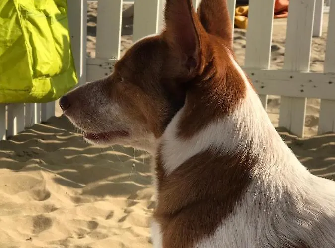 La Casa Di Pamy Lägenhet *