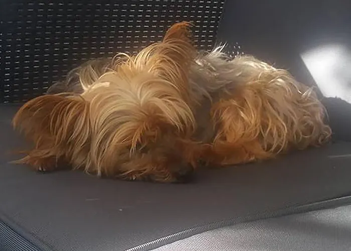 Lägenhet La Casa Di Pamy Bellaria-Igea Marina