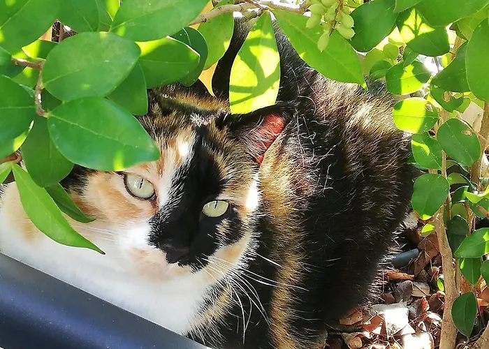 La Casa Di Pamy * Bellaria-Igea Marina